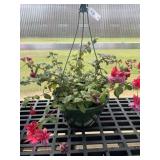 10' Hanging Basket