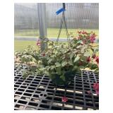 12' Hanging Basket