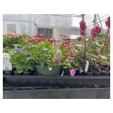 Flat of Mixed Flowers
