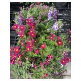 Flat of Mixed Flowers