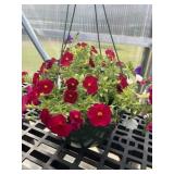 12' Hanging Basket