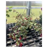 10' Hanging Basket