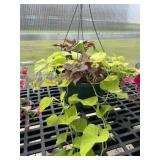 12' Hanging Basket