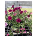 10' Hanging Basket