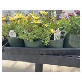 Flat of Mixed Flowers