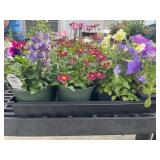 Flat of Mixed Flowers