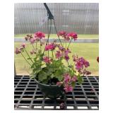 10' Hanging Basket
