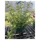 12' Hanging Basket