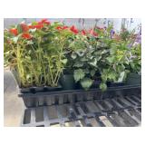 Flat of Mixed Flowers