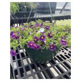12' Hanging Basket