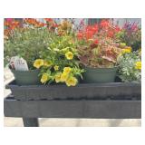 Flat of Mixed Flowers