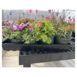 Flat of Mixed Flowers