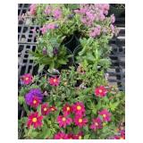 Flat of Mixed Flowers
