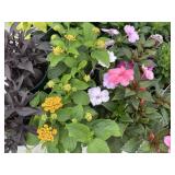 Flat of Mixed Flowers