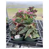 Flat of Mixed Flowers