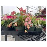 Flat of Mixed Flowers