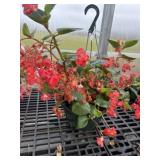 10' Hanging Basket