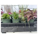 Flat of Mixed Flowers
