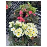 Flat of Mixed Flowers