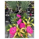 Flat of Mixed Flowers