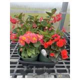 Flat of Mixed Flowers