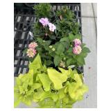 Flat of Mixed Flowers