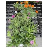 Flat of Mixed Flowers
