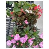 Flat of Mixed Flowers