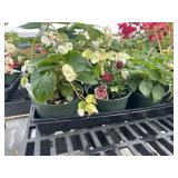 Flat of Mixed Flowers
