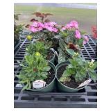 Flat of Mixed Flowers
