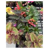 Flat of Mixed Flowers