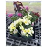 Flat of Mixed Flowers