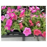 Flat of Mixed Flowers