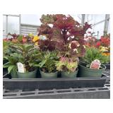 Flat of Mixed Flowers