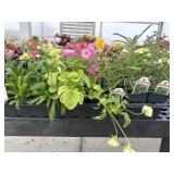 Flat of Mixed Flowers