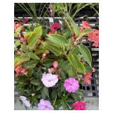 Flat of Mixed Flowers