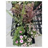 Flat of Mixed Flowers