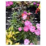 Flat of Mixed Flowers