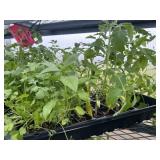 Flat of Mixed Vegetables and Herbs