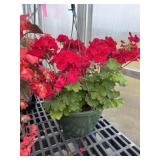 12' Hanging Basket