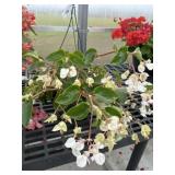 10' Hanging Basket
