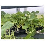 Flat of Mixed Vine Crops
