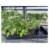 Flat of Mixed Vegetables and Herbs