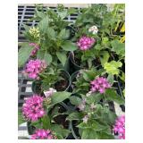 Flat of Mixed Flowers