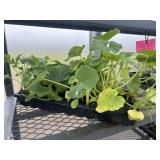 Flat of Mixed Vine Crops