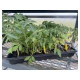Flat of Mixed Vegetables and Herbs