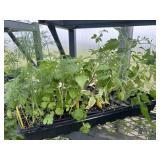Flat of Mixed Vegetables and Herbs