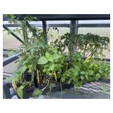 Flat of Mixed Vegetables and Herbs