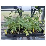 Flat of Mixed Vegetables and Herbs