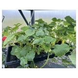Flat of Mixed Vine Crops